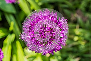 Close up of onion flower