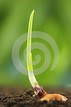 Close up of an onion plant on fertile ground