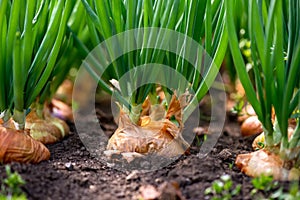 Close-up of onion plantation in a hothouse