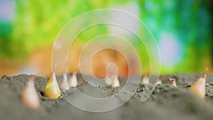 close up of an onion seeds chive in the ground,