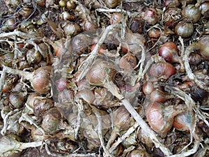 Close up of onions