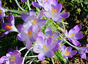 Close up of open blue crocuses. Yellow stamens.