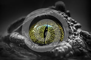 Close-Up of the Eye of a Crocodile