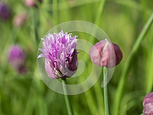 Close Up Of A Open Flower and A Bud Of The Herb Chives
