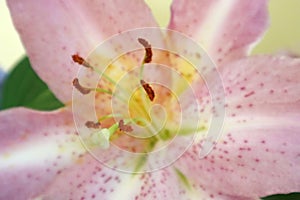 Close-up of an open Lilium flower.