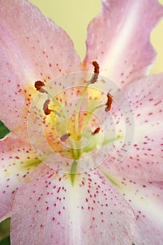 Close-up of an open Lilium flower. photo