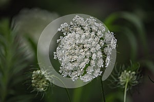 Close-up of open queen anne\'s lace flower