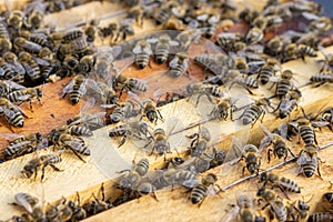 Close up of the opened hive showing the frames populated by honey bees.