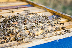Close up of the opened hive showing the frames populated by honey bees.
