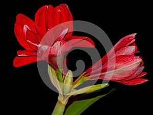 Close Up of Opening Amaryllis Flowers on a Black Background - Wall Art