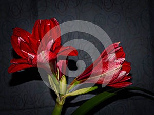 Close Up of Opening Amaryllis Flowers on a Gray Print Background - Wall Art