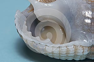 A close up image of the operculum of a Common Whelk Shell in UK photo