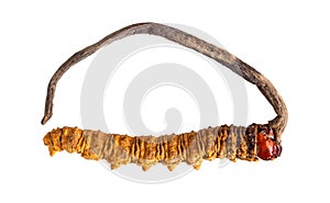 Close up Ophiocordyceps sinensis