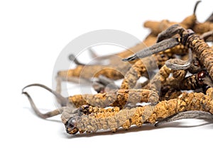 Close up Ophiocordyceps sinensis CHONG CAO, CHONG XIA CAO or mushroom cordyceps this is a herbs. Medicinal properties