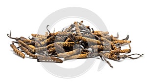 Close up Ophiocordyceps sinensis CHONG CAO, CHONG XIA CAO or mushroom cordyceps this is a herbs. Medicinal properties