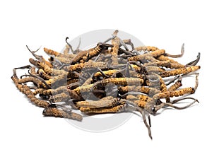 Close up Ophiocordyceps sinensis CHONG CAO, CHONG XIA CAO or mushroom cordyceps this is a herbs. Medicinal properties