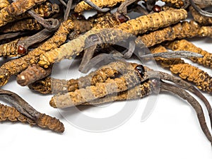 Close up Ophiocordyceps sinensis CHONG CAO, CHONG XIA CAO or mushroom cordyceps this is a herbs. Medicinal properties