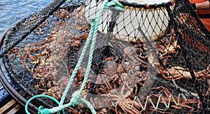 Close-up of Opilio Crab Caught in Cage