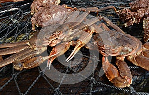 Close-up of Opilio Crab in a Net