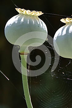 Close-up of Opium Poppy seed heads against a black background with spider\'s web