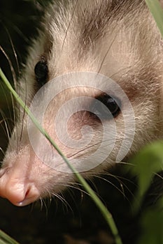 Close up of opossum face