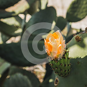 Close up of opuntia cactus flower