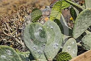 Close-up opuntia ficus-indica or prickly pear also named Cactus Pear, Nopal, higuera, palera, tuna, chumbera with cochineal photo