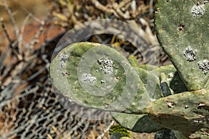 Close-up opuntia ficus-indica or prickly pear also named Cactus Pear, Nopal, higuera, palera, tuna, chumbera with cochineal photo