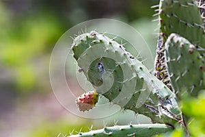 Close-up opuntia ficus-indica or prickly pear, also named Cactus Pear, Nopal, higuera, palera, tuna, chumbera, with cochineal photo