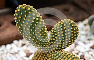 Close up of Opuntia microdasys cactus growing new pads look like bunny ears.