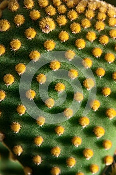 Close up of Opuntia microdasys cactus plant with polka-dot like pattern created by the yellow glochids clusters