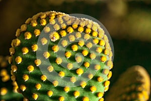 Close up of Opuntia microdasys cactus plant with polka-dot like pattern created by the yellow glochids clusters