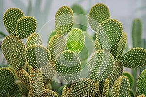 close up on Opuntia microdasys â€“ Bunny Ear Cactus one of most popular succulent houseplant