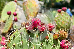 Close up of opuntia red fruits
