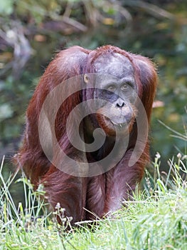 Close up of an Orang Utang Pongo pygmaeus