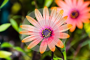 Close up of Orange African Daisy