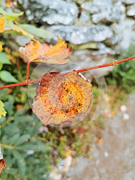 Close-up of orange autumn leaves.