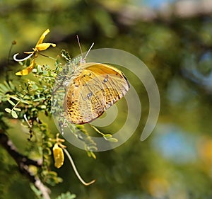 Close up of a Orange Barred Sulphur butterfly laying eggs. photo