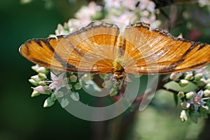 A close-up of an orange and black longwing butterfly on pink flowers in a garden.