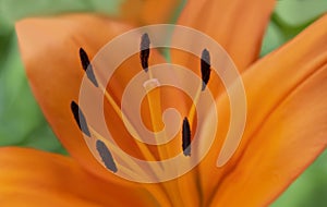 Close up of orange blooming flower at an outdoor garden Asiatic Lily County, Asiatic Lily Blacklis