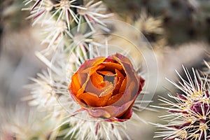 Close-up of the orange blooms of a staghorn cholla (cylindropuntia versicolor) cactus