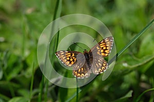 Close up of an orange and brown butterfly on a blade of grass, the Duke of Burgundy