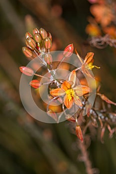 Close up of an Orange bulbinella asphodelaceae flowers