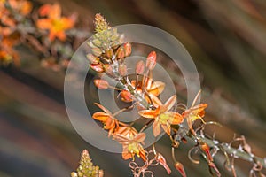 Close up of an Orange bulbinella asphodelaceae flowers