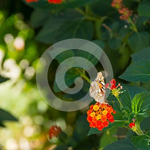 Close Up of Orange Butterfly Eating Pollen from a Flower
