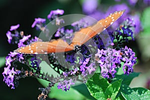 A close up of an orange butterfly with white spots on a purple flower.