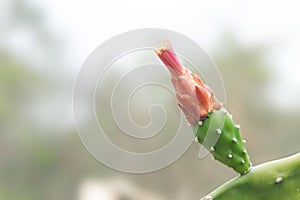 Close-up orange cactus flower in desert.