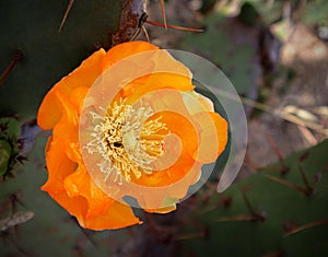 Close-up orange cactus flower photography.