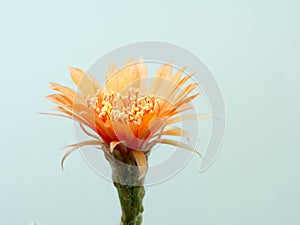 Close up Orange Cactus flower.Show detail of Flowers and petals