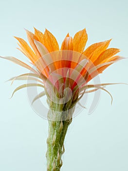 Close up Orange Cactus flower.Show detail of Flowers and petals